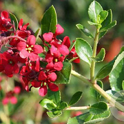 Escallonia 'C.F. Ball' 20-25 cm 5,0L