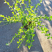 Escallonia 'C.F. Ball' 20-25 cm 5,0L