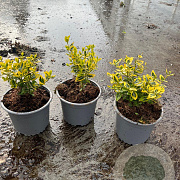 Euonymus fort. 'Emerald 'n' Gold' plantgoed C1.3