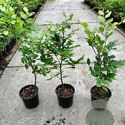 Fagus sylvatica 60-70 cm 2,5L