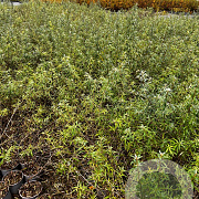 Hippophae rhamnoides 60-80 cm 2,0L