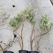 Hippophae rhamnoides 80-100 cm 2,0L