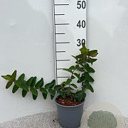Hypericum 'Hidcote' 20-30 cm 2,0L