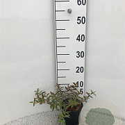 Hypericum moser. 'Tricolor' 20-25 cm C1.3