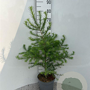 Larix kaempferi 60-80 cm 5,0L