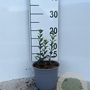 Ligustrum vulg. 'Atrovirens' 10-15 cm 2,0L
