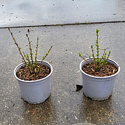 Ligustrum vulg. 'Lodense' 10-15 cm 2,0L