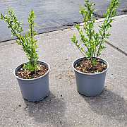 Ligustrum vulgare 15-20 cm 2,0L