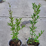 Ligustrum vulgare 20-30 cm 2,0L