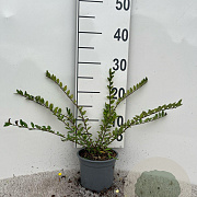 Lonicera pileata 20-30 cm C1.3