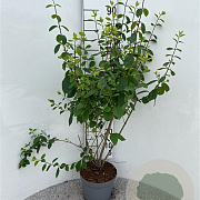 Lonicera xyl. 'Clavey's Dwarf' 100-125 cm 5,0L