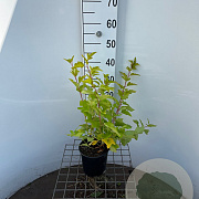 Physocarpus opulif. 'Dart's Gold' 30-40 cm 2,0L