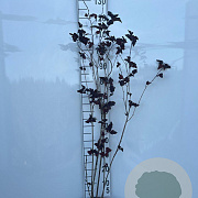 Physocarpus opulif. 'Red Baron' 80-100 cm 2,0L