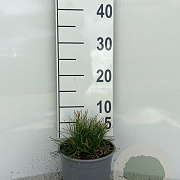 Pinus mugo mugo plantgoed 2,0L