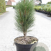 Pinus nigra 'Green Tower' 30-40 cm 7,5L