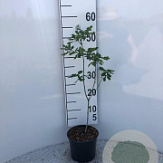 Quercus robur 30-40 cm 2,0L