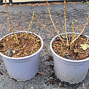 Ribes alpinum plantgoed 2,0L