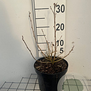 Ribes alpinum 'Schmidt' 30-40 cm 3,0L