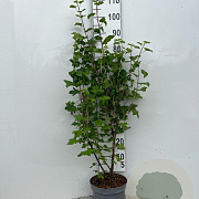 Ribes sang. 'King Edward VII' 60-80 cm 5,0L