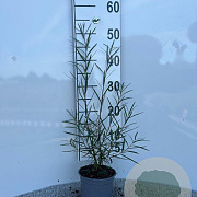 Salix elaeagnos 'Angustifolia' 30-40 cm C1.3