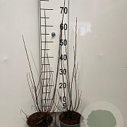Salix elaeagnos 'Angustifolia' 60-80 cm 2,0L