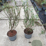 Salix purpurea 'Nana' 40-60 cm 5,0L