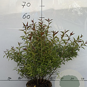 Spiraea jap. 'Anthony Waterer' 40-60 cm 5,0L