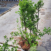 Spiraea nipp. 'Snowmound' 50-60 cm 5,0L