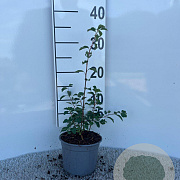 Spiraea vanhouttei 10-15 cm C1.3