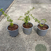 Symphoricarpos d. 'Magic Berry' 20-30 cm 2,0L