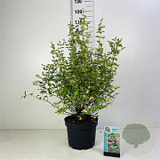 Symphoricarpos d. 'Mother of Pearl' 40-60 cm 5,0L