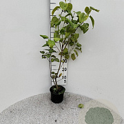 Syringa vulgaris 40-60 cm 2,0L