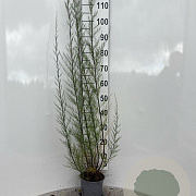 Tamarix tetrandra 100-125 cm 2,0L