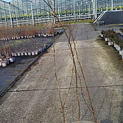 Ulmus glabra 150-175 cm 2,0L