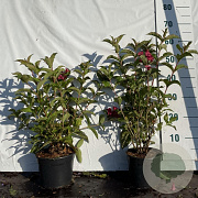 Weigela 'Bristol Ruby' 60-80 cm 2,0L