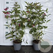 Weigela 'Bristol Ruby' 60-80 cm 2,0L