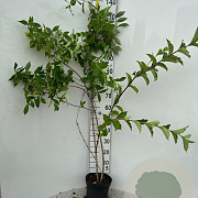 Weigela 'Rosea' 125-150 cm 5,0L