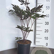 Actaea simp. 'Brunette' GM 2,0L