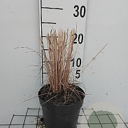 Molinia caerulea 'Heidebraut' GM 2,0L