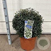 Osmanthus burkwoodii 40-45 cm 15L bol