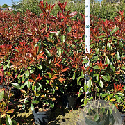 Photinia fraseri 'Red Robin' 100-125 cm 10L