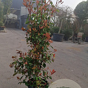 Photinia fraseri 'Red Robin' 175-200 cm 30L