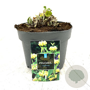 Phlomis russeliana GM 2,0L