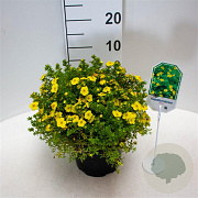 Potentilla f. 'Kobold' 25-30 cm 3,5L