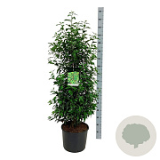Prunus l. 'Angustifolia' 100-125 cm 15L