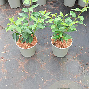 Prunus l. 'Angustifolia' 20-30 cm 2,0L