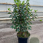 Prunus l. 'Angustifolia' 60-80 cm 5,0L