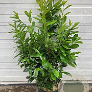 Prunus l. 'Novita' 100-125 cm 20L
