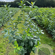 Prunus l. 'Novita' 125-150 cm 15L