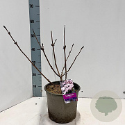 Sambucus nigra Black Lace 30-40 cm 5,0L